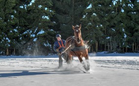 Skijoring