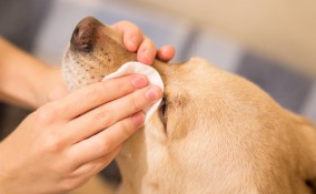 cane, occhi, pulizia