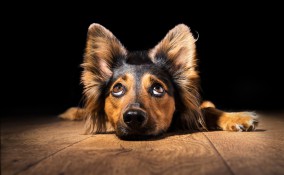 orecchie cane postura