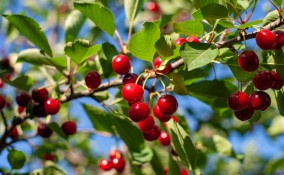 come coltivare ciliegie, coltivazione ciliegie