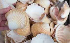 lavoretti conchiglie