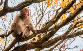 Monkey Park Iwatayama