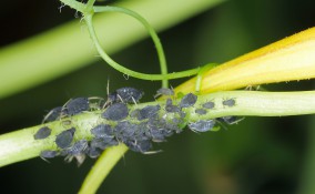 come eliminare afidi neri piante, afidi piante rimedi, come eliminare afidi neri