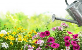 come togliere calcare acqua piante, come eliminare calcare acqua piante, togliere calcare acqua piante