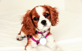 medaglietta pet fai da te