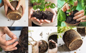 come rinvasare piante, rinvaso pianta
