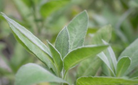 come si coltiva salvia, come coltivare salvia, coltivazione salvia