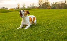 come educare cane a non abbaiare
