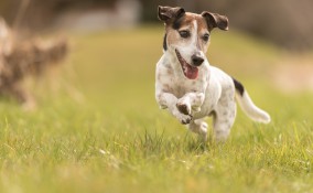 cani, piccola taglia, pelo corto