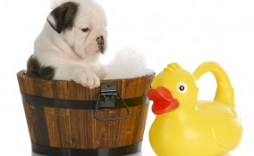 come lavare cucciolo