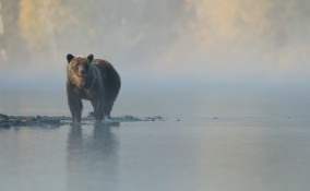 sognare, orso, interpretazione