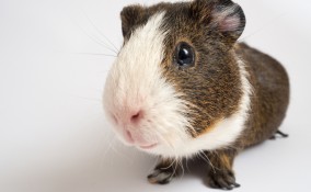 allevare cavia peruviana