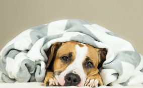 cane, diarrea, rimedi naturali efficaci