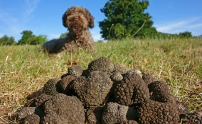 cani da tartufo, razze, animali