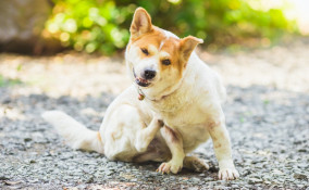 cane si gratta, cause, che cosa fare