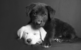 sognare, cane bianco o nero, interpretazione sogno