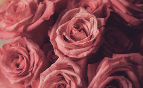 profumo ambiente rosa