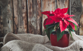 stella di natale secca, stella di natale secca cosa fare 