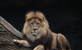 interpretazione sogni, leone insegue, significato