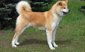 razze, cani Giappone