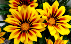 come coltivare gazania, coltivazione gazania
