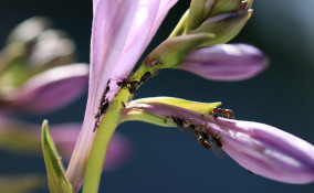 come eliminare formiche piante, formiche piante