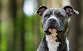 razze, cani grandi, pelo corto