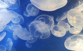 rimedi punture meduse