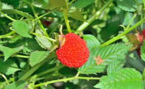 come coltivare lamponi 