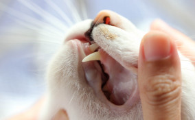 gengivite, gatto, sintomi
