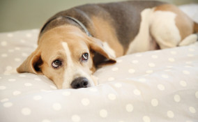 cane geloso consigli