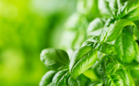 raccogliere basilico consigli