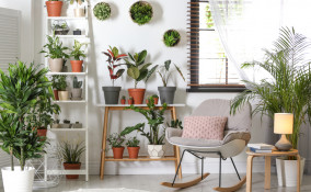 curare piante appartamento inverno, curare piante interno inverno