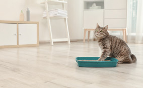 gatto, lettiera, abituarlo