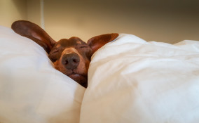 Cani da appartamento taglia media: quali scegliere