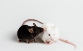 sognare, topi, colori