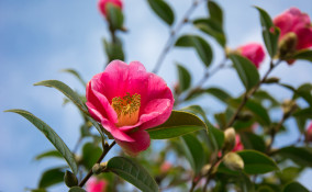 piante invernali con fiori, piante invernali, fiori invernali