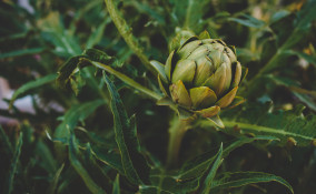 Come coltivare i carciofi in vaso sul balcone