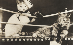 gatti, litigano, sogno