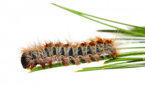 Processionaria e cani