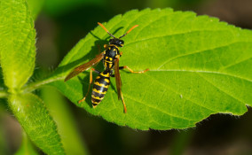 punture, vespa, rimedi