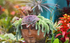 come sistemare piante grasse casa, come esporre piante grasse