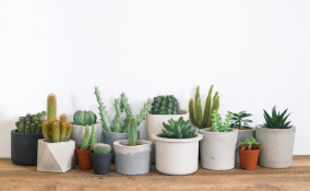 Terriccio per cactus