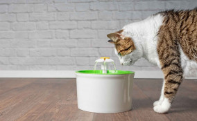 Fontanella per gatti