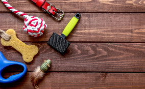 accessori, cani, animali