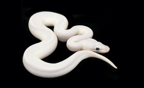 sognare, serpenti, interprtazione