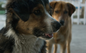 gelosia cane consigli