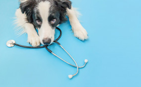 Ricetta elettronica veterinaria