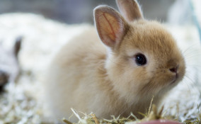 coniglio nano consigli