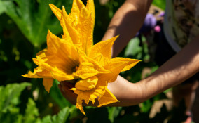 Fiori di zucchina